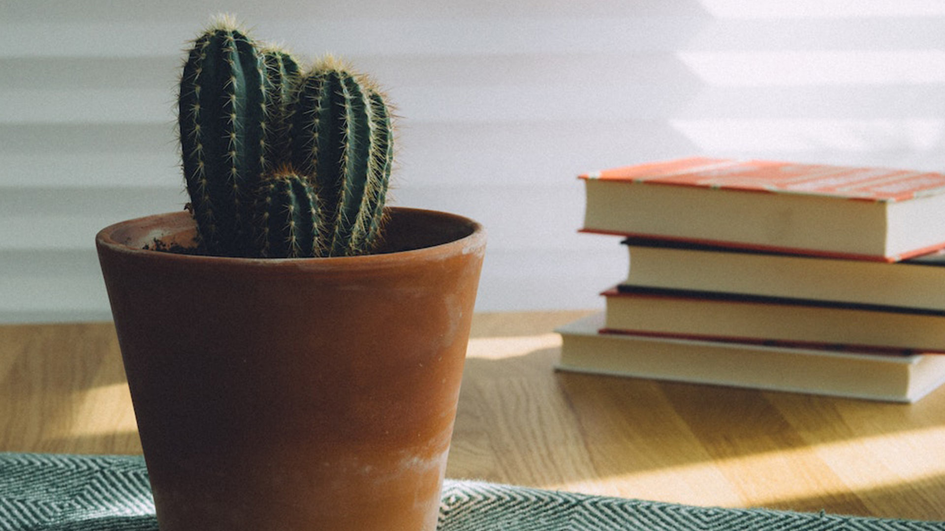 stack-of-books-with-cactus-plant