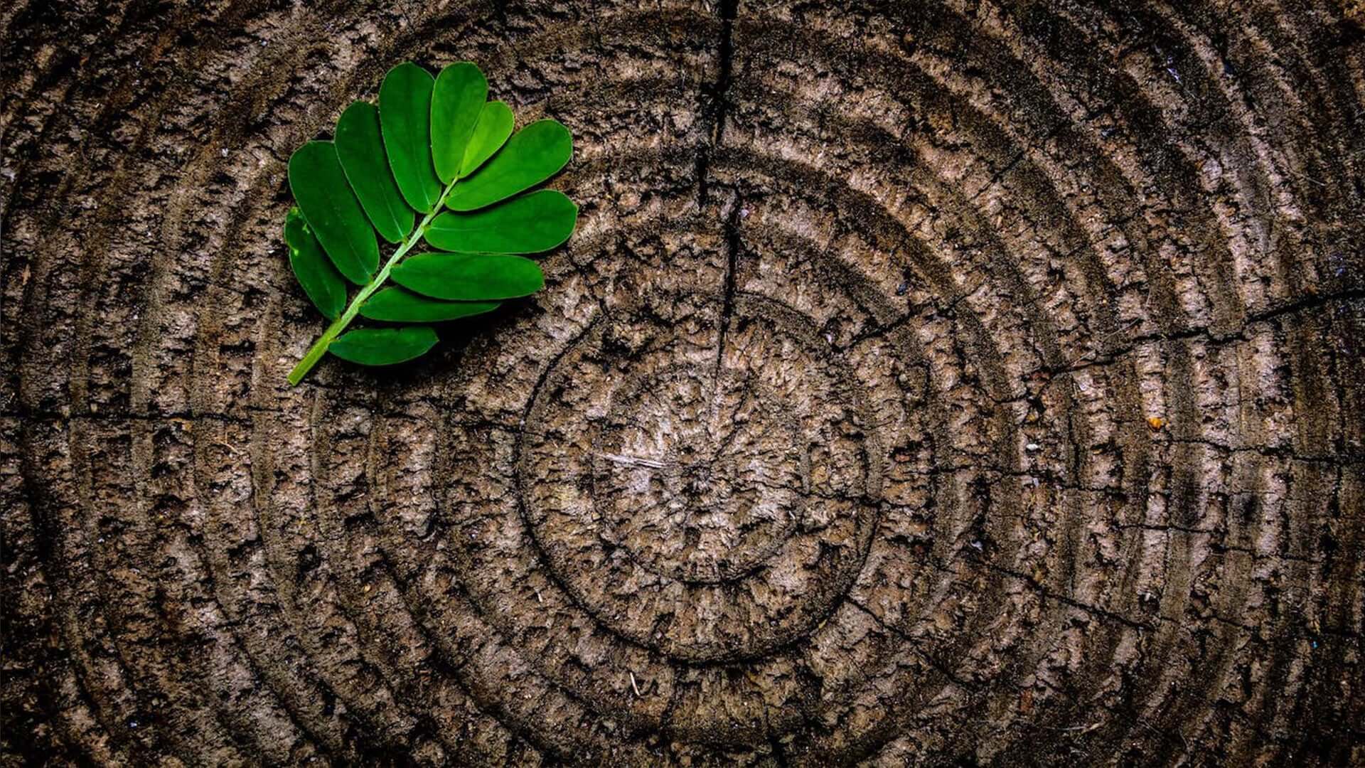 rings of a tree stump with one leaf