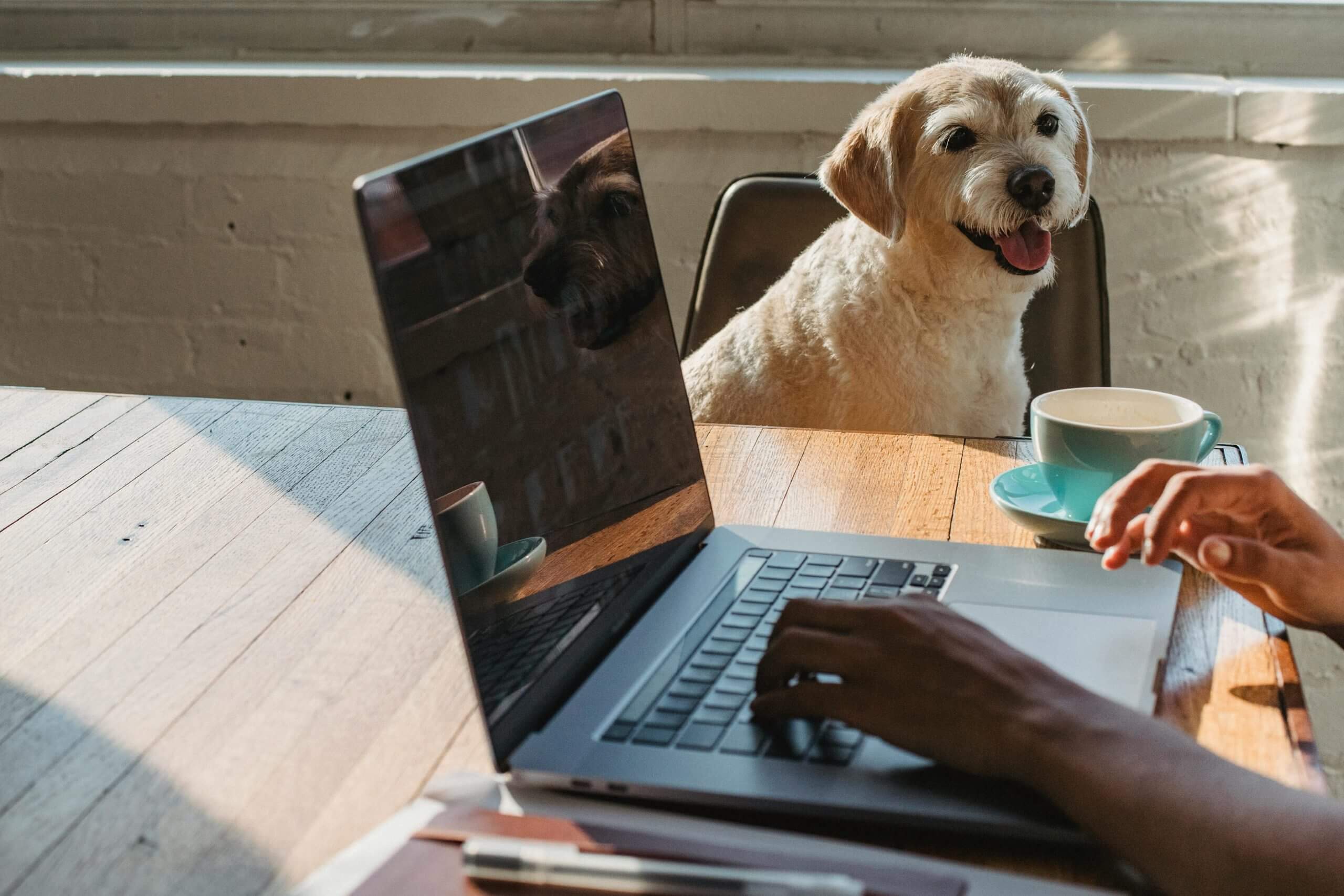 small dog on chair next to person working on laptop