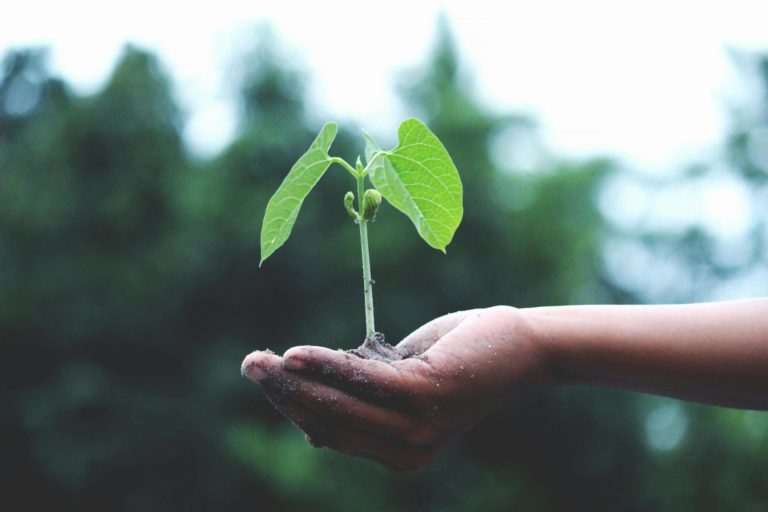 plant growing in someone's hand