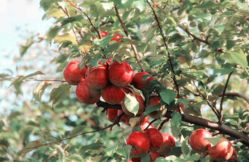 bunch of apples on a tree in an orchard
