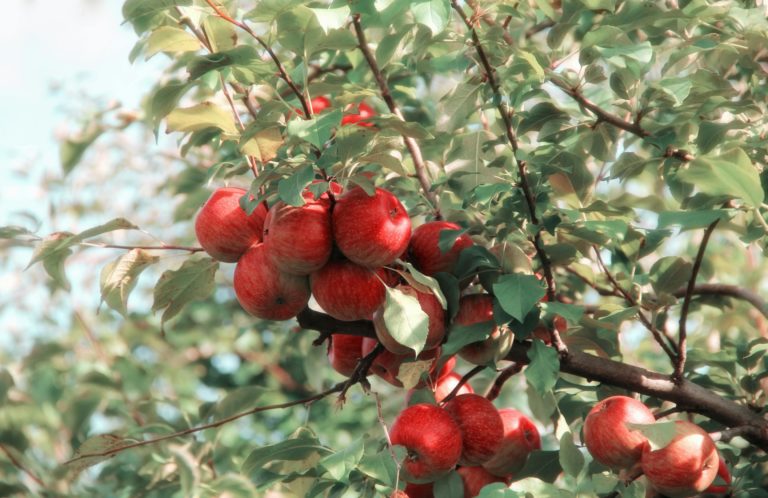 bunch of apples on a tree in an orchard
