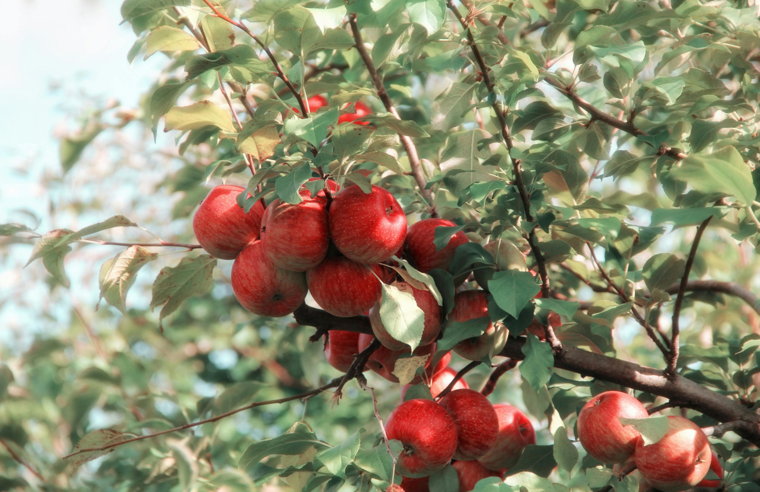 bunch of apples on a tree in an orchard