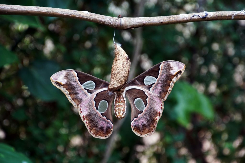 transformation of butterfly emerging from cocoon and spreading wings
