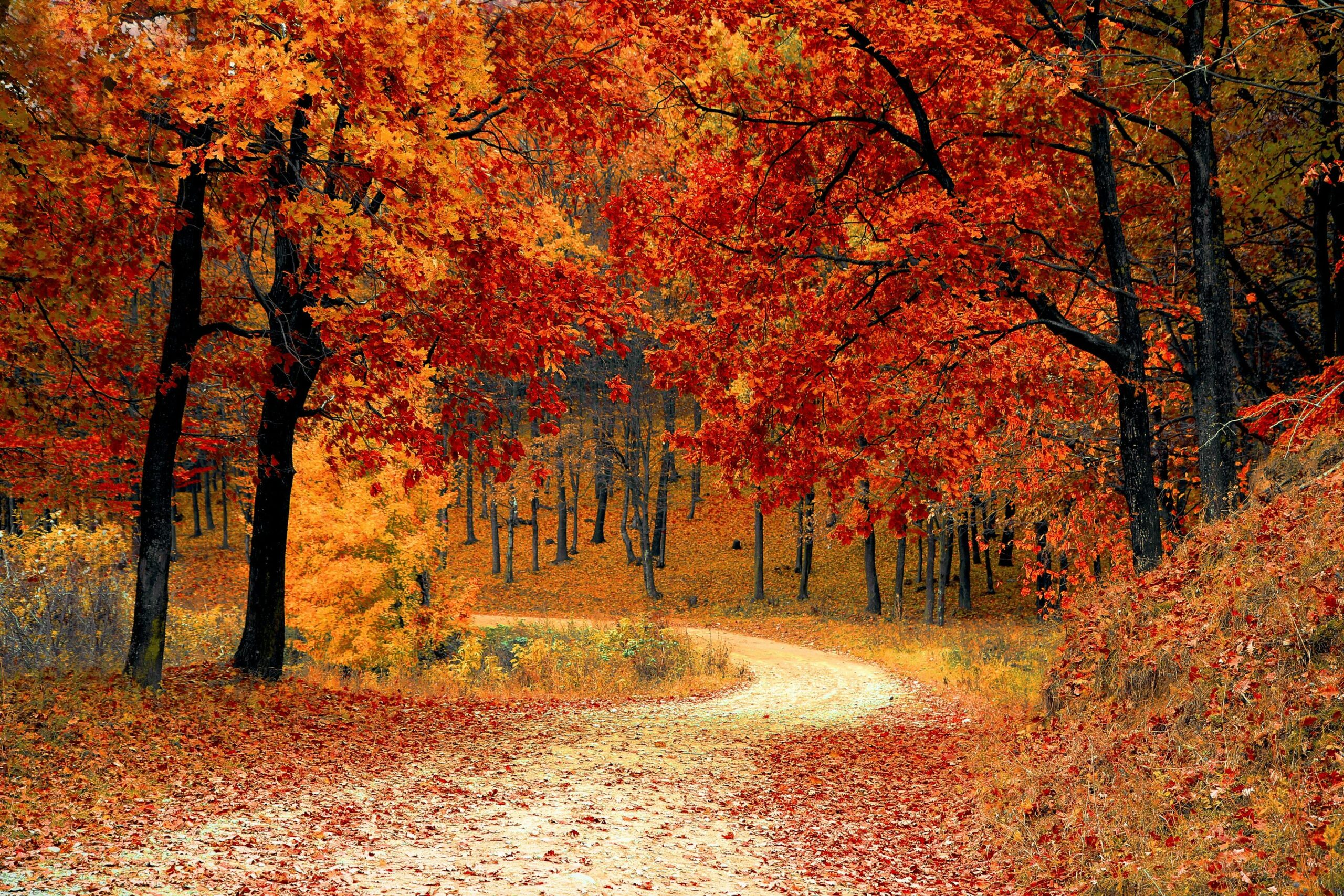 path through the woods in autumn