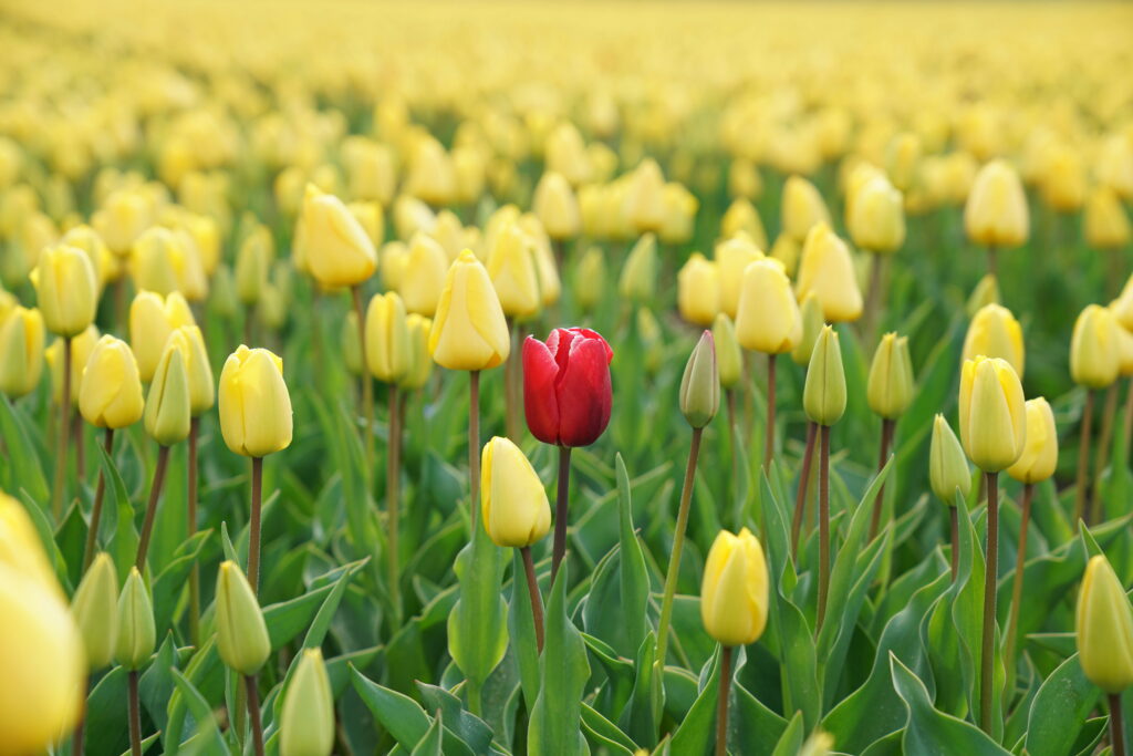 one red tulip in a field of yellow tulips