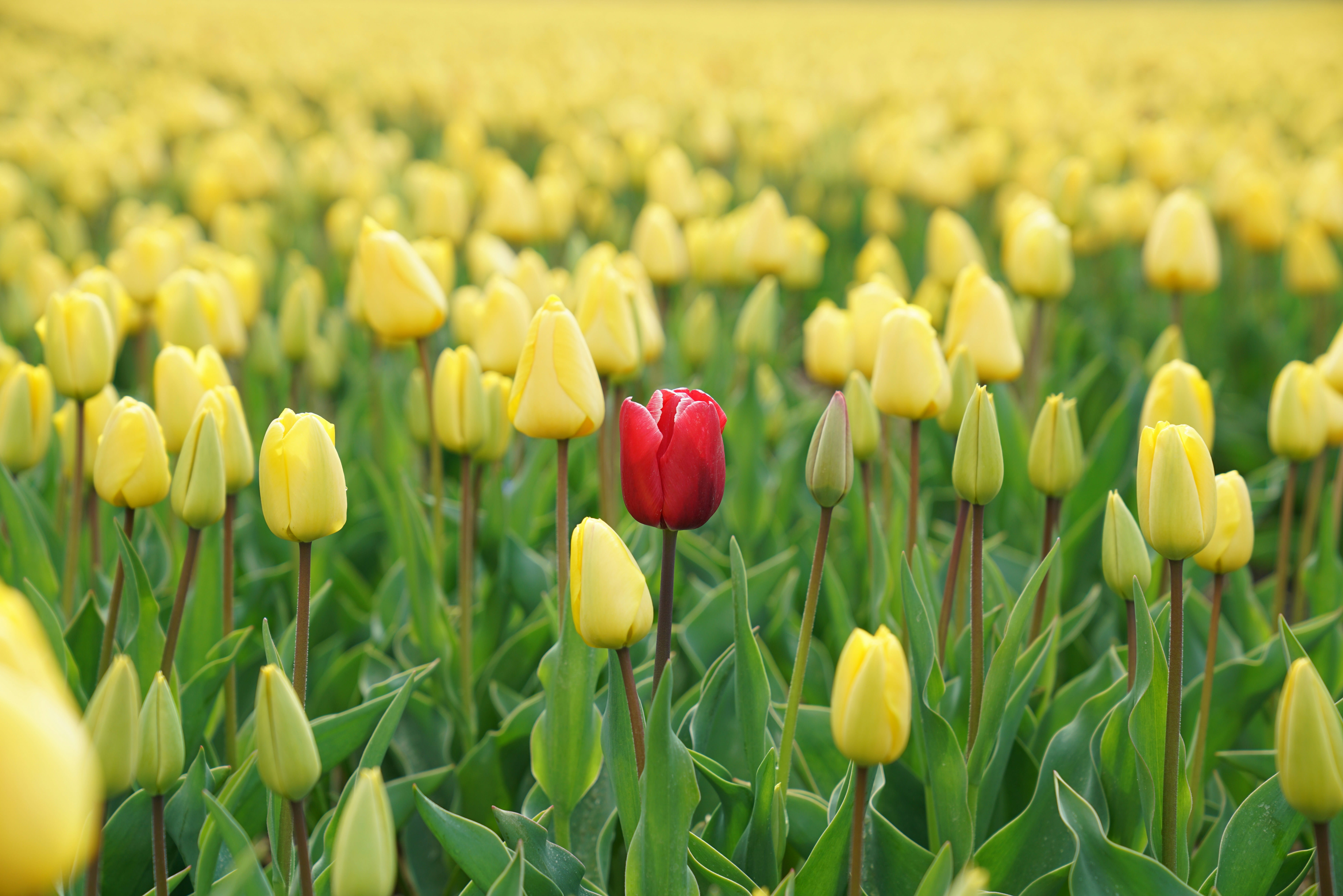 one red tulip in a field of yellow tulips