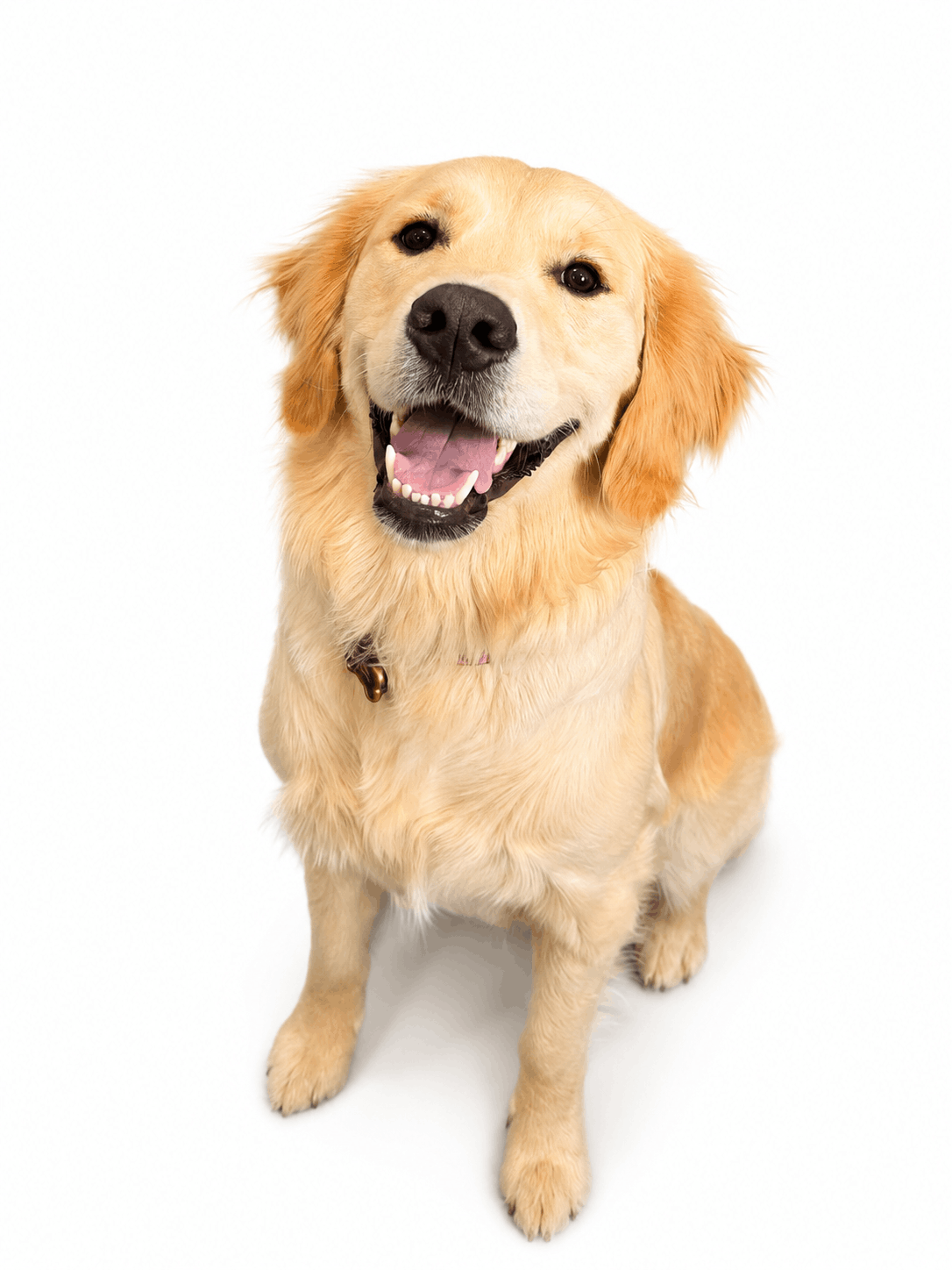 honey the happy lab dog